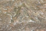 Ordovician Starfish (Asteriacites) Burrow Trace Fossil - Morocco #154212-2
